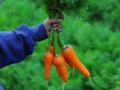 Légumes Légumes