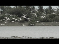 Oiseaux migrateurs Oiseaux migrateurs