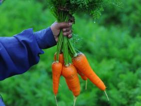 Légumes 