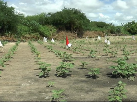 Agriculture Agriculture